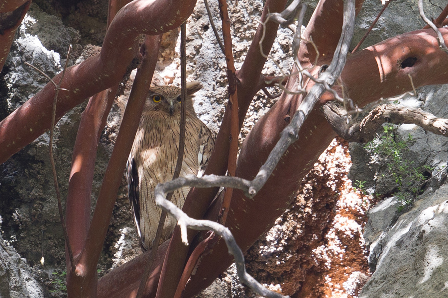 Brown Fish Owl