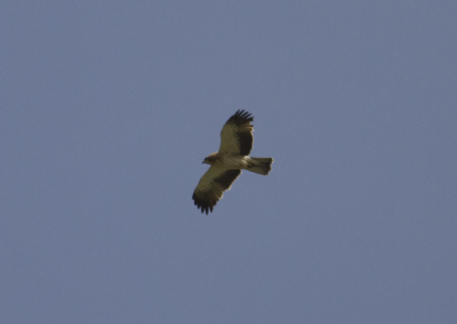 Küçük Kartal