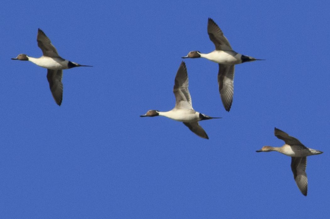 Northern Pintail