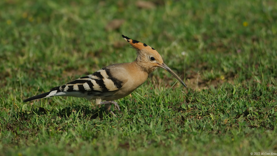 Eurasian Hoopoe