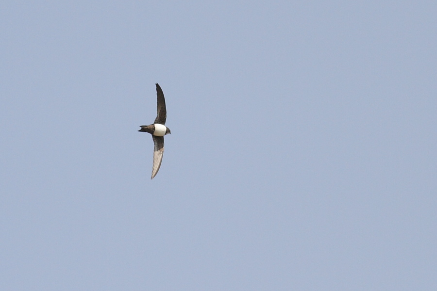 Alpine Swift