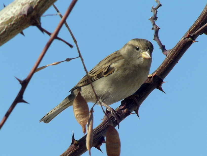 House Sparrow