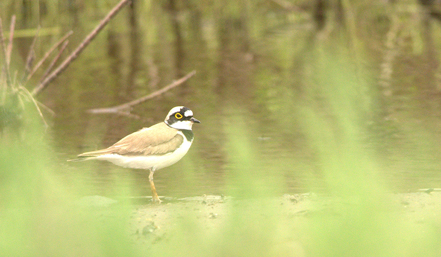 Little Ringed Plover