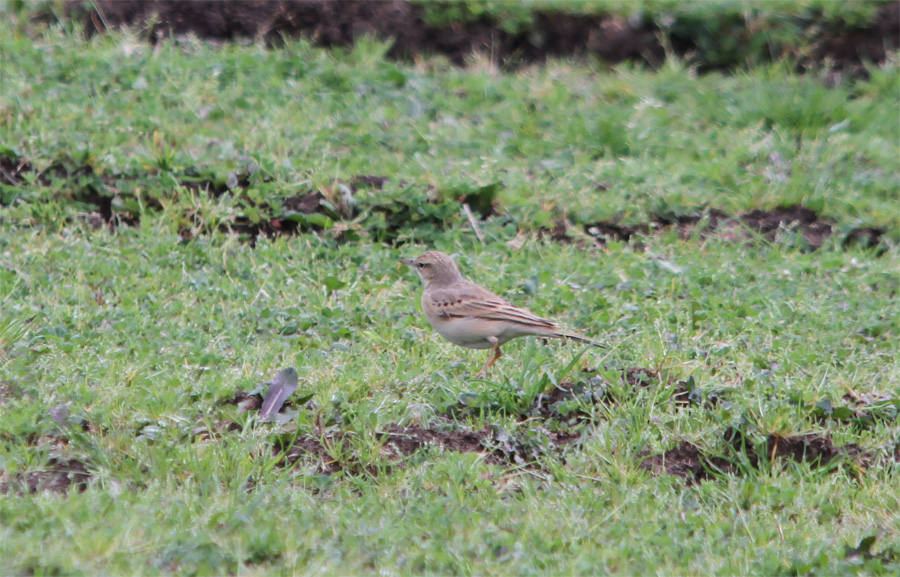 Tawny Pipit