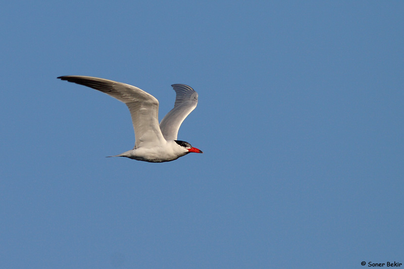 Caspian Tern