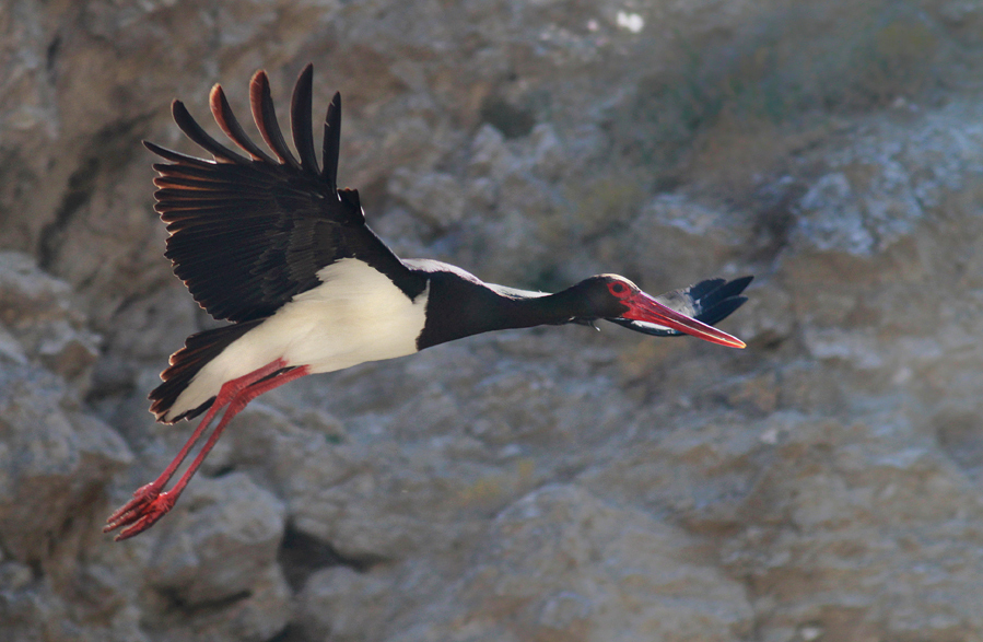Black Stork