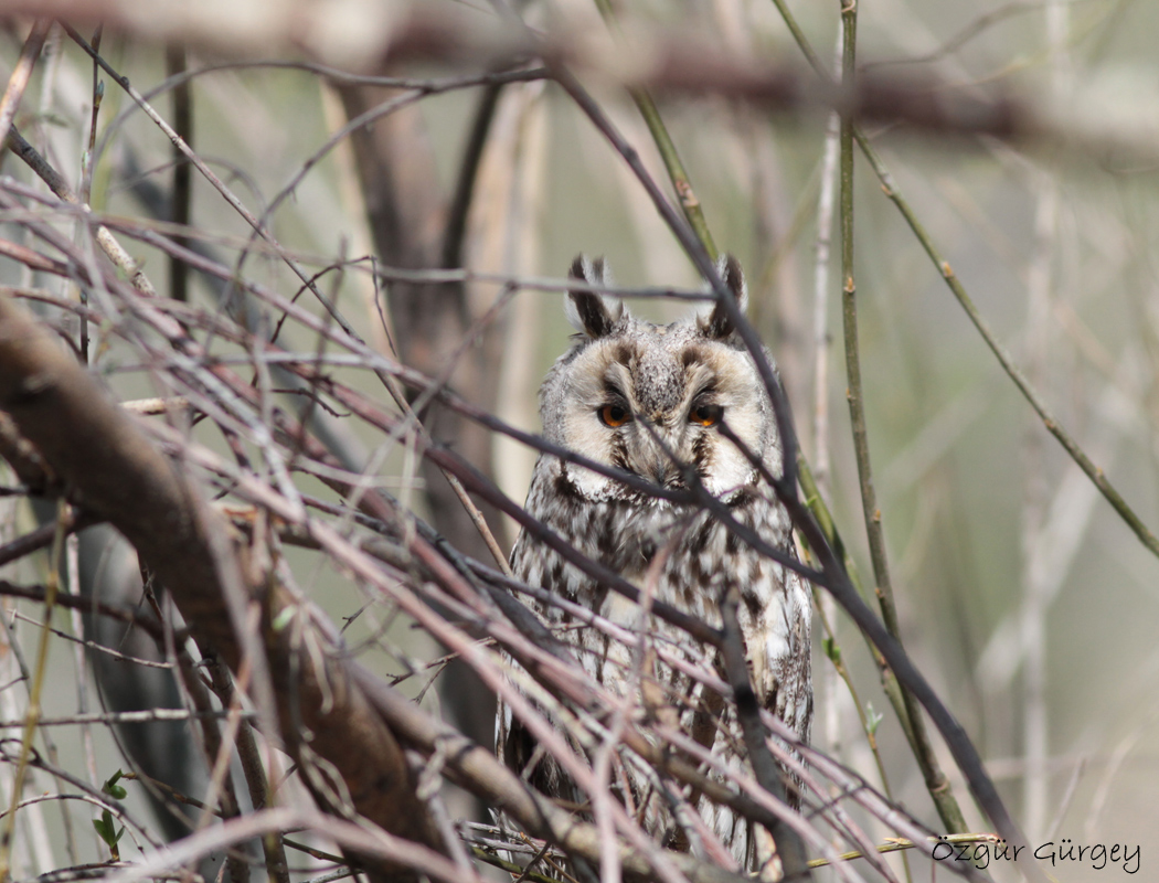 Long-eared Owl