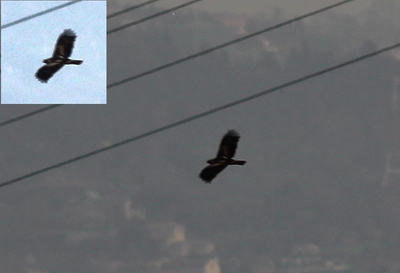 Booted Eagle