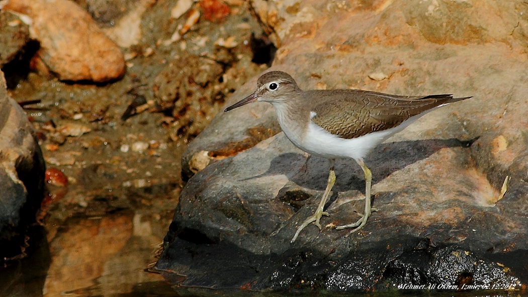 Common Sandpiper