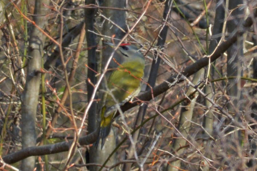 Grey-headed Woodpecker