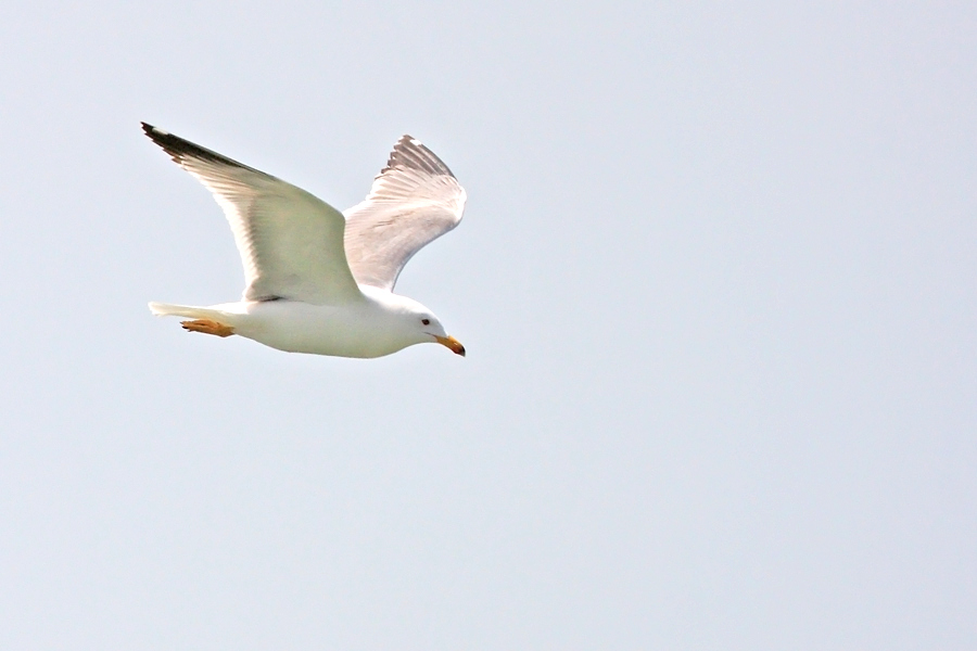 Armenian Gull