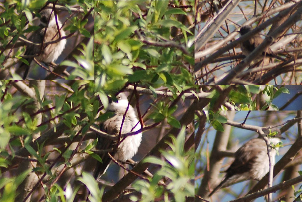 Lesser Whitethroat
