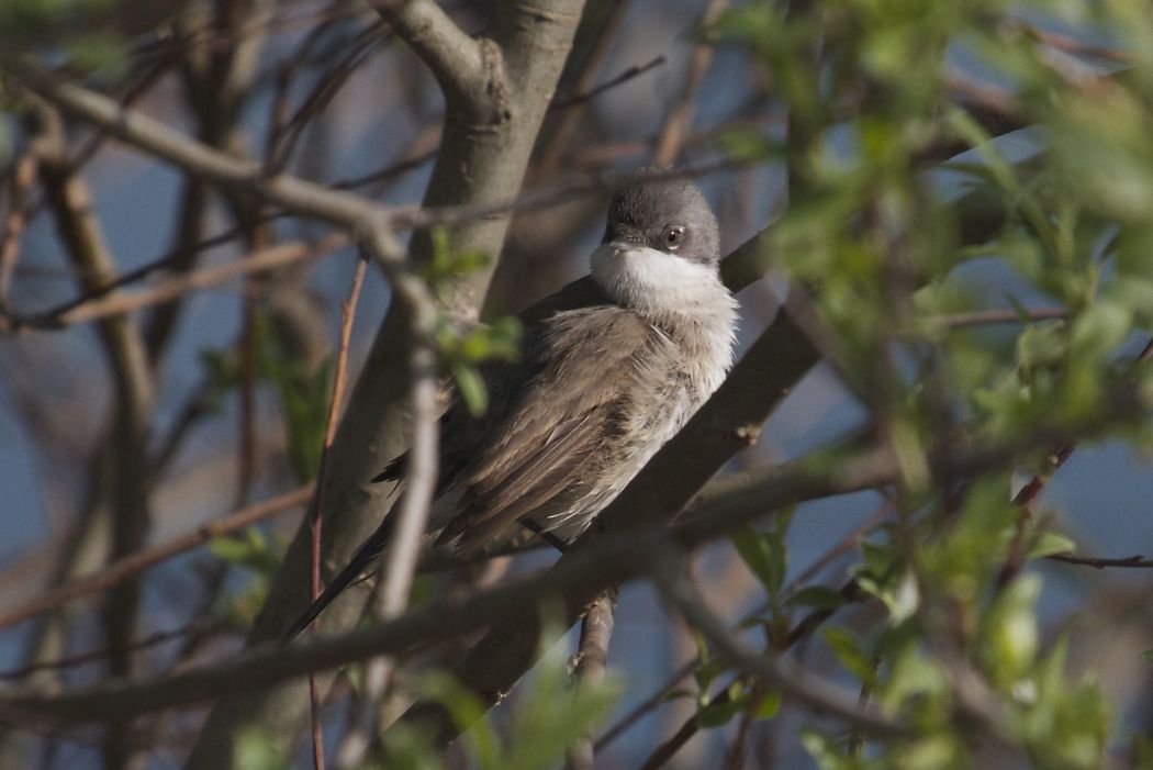 Lesser Whitethroat