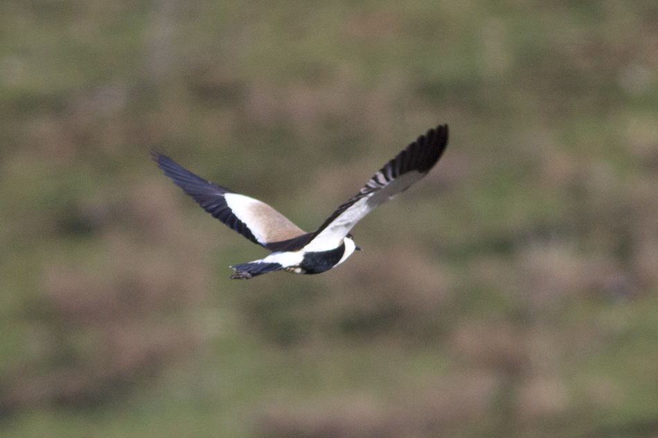 Spur-winged Lapwing