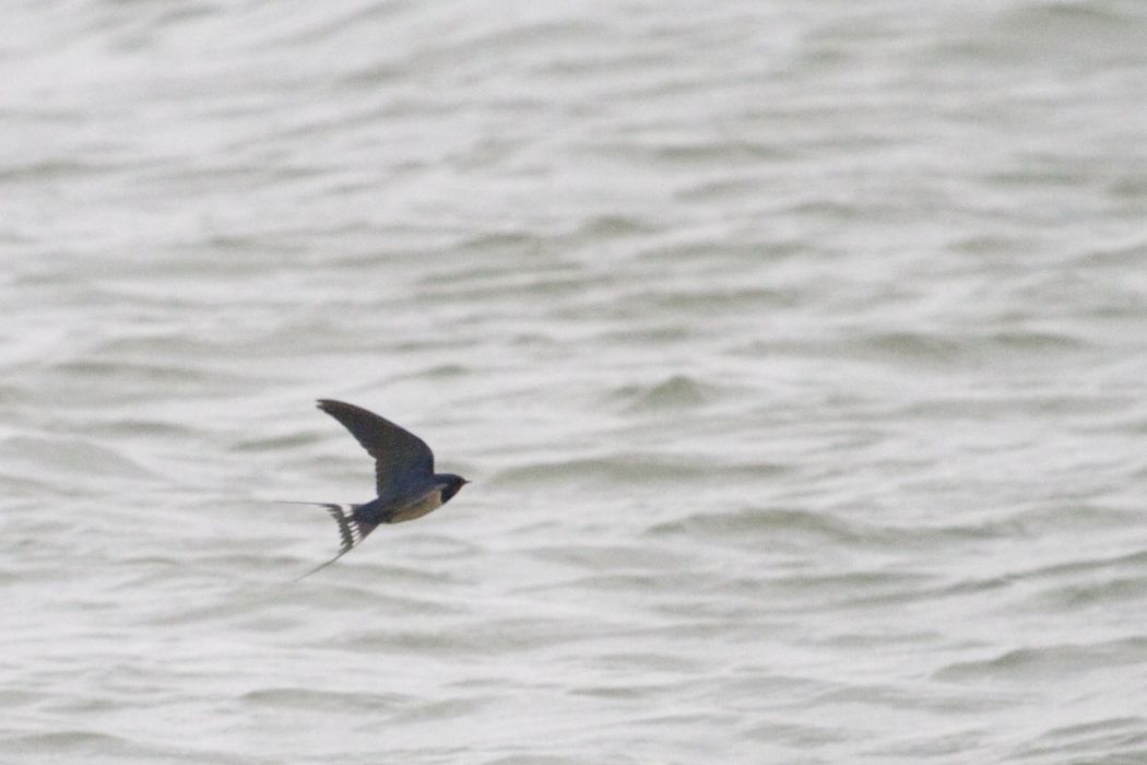 Barn Swallow