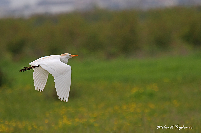 Western Cattle Egret