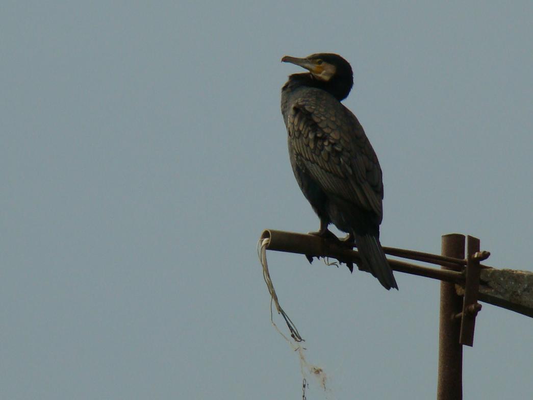 Great Cormorant