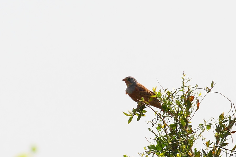 Cretzschmar`s Bunting