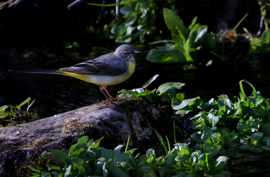 Grey Wagtail