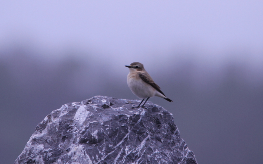 Northern Wheatear
