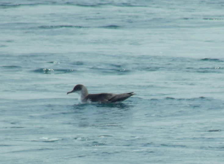 Yelkouan Shearwater