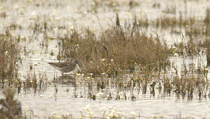 Wood Sandpiper