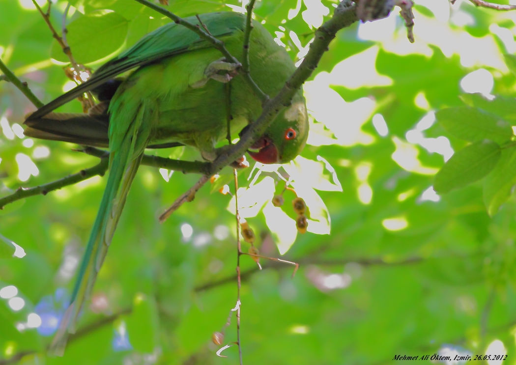 Rose-ringed Parakeet