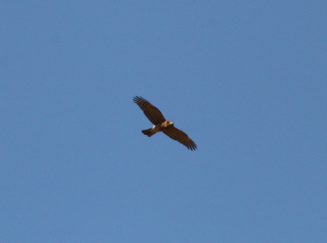 Eurasian Goshawk
