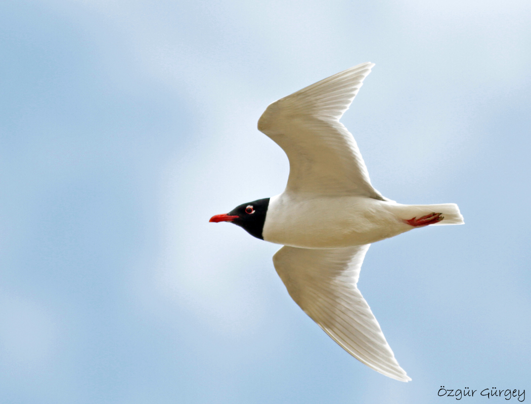Mediterranean Gull