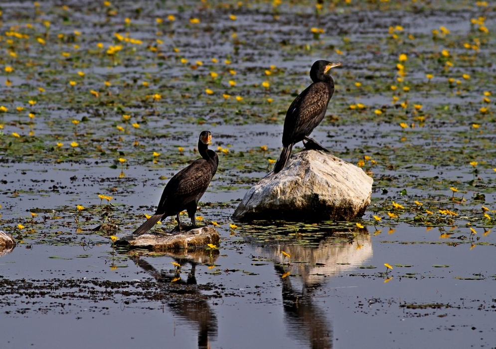 Great Cormorant