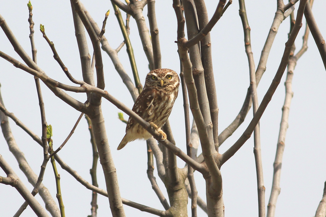 Little Owl