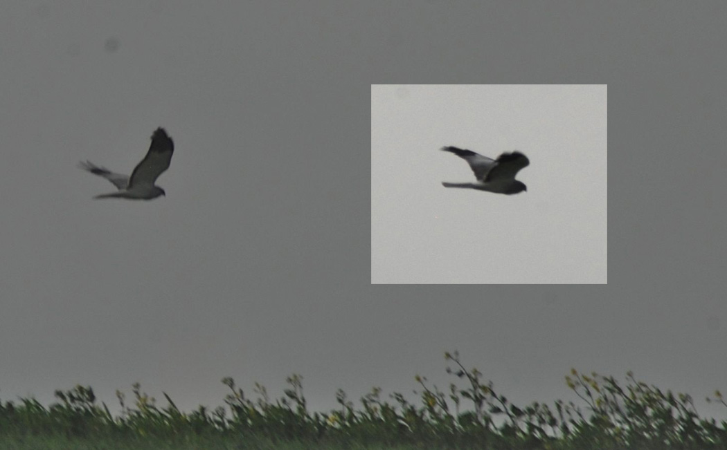 Hen Harrier