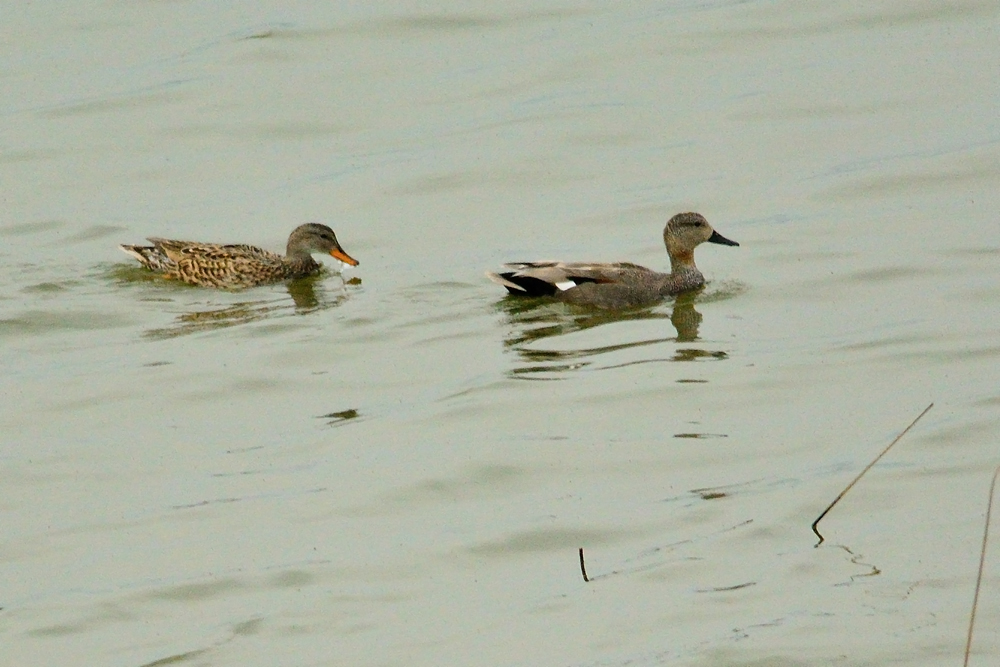 Gadwall