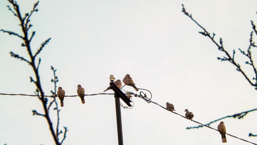 Eurasian Collared Dove
