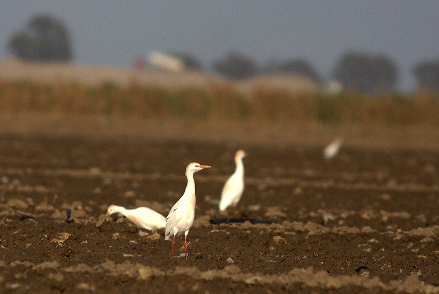 Western Cattle Egret
