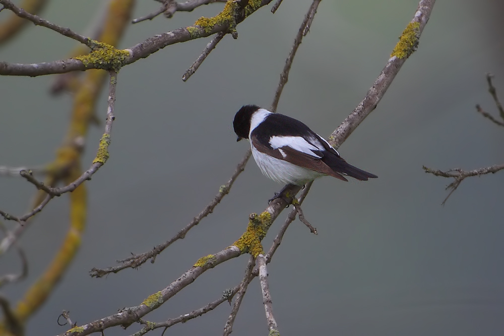 Collared Flycatcher