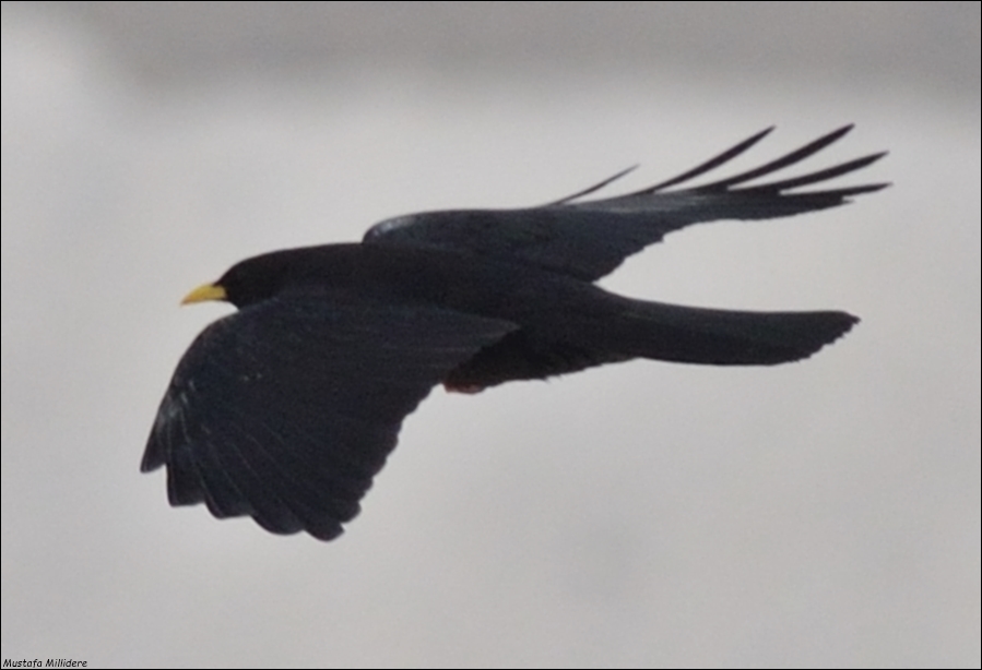 Alpine Chough