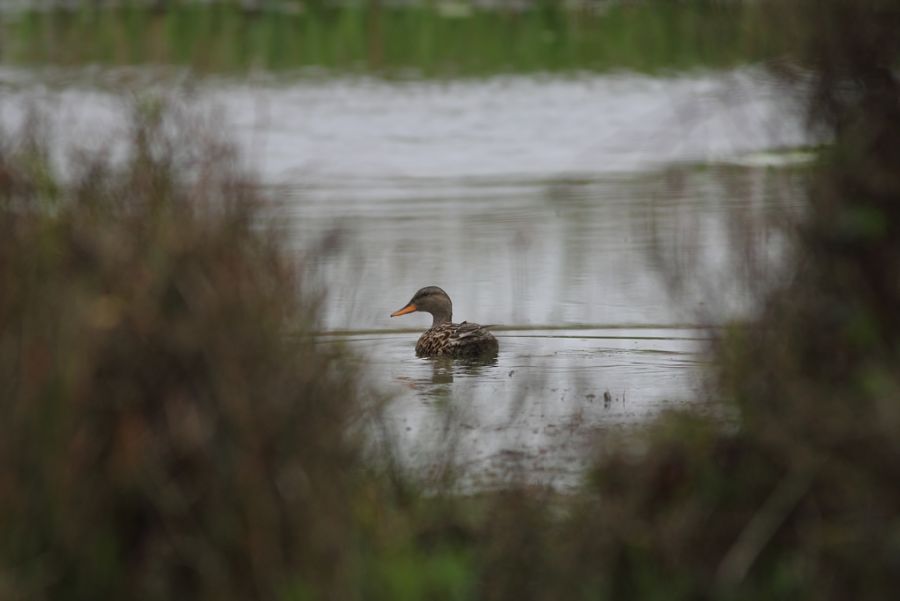 Gadwall
