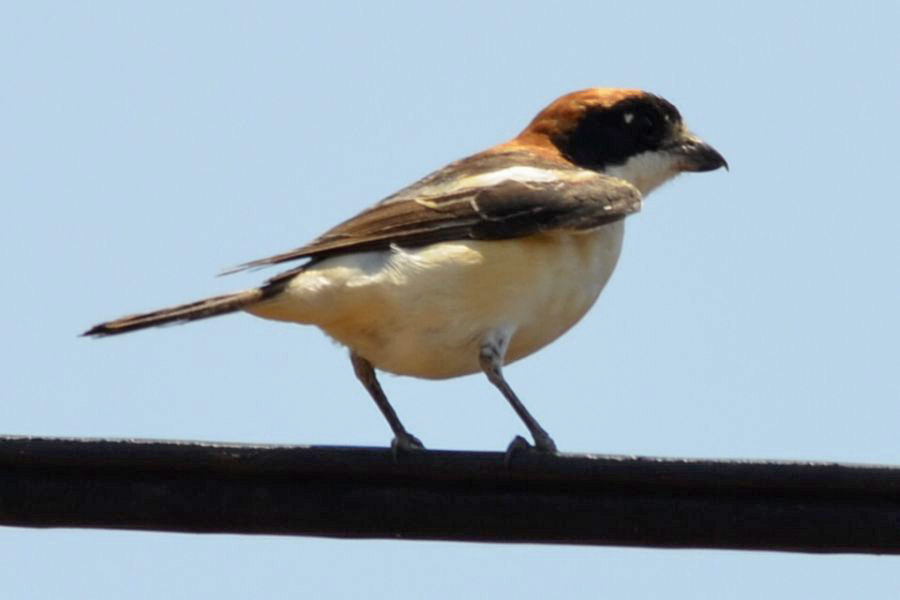 Woodchat Shrike