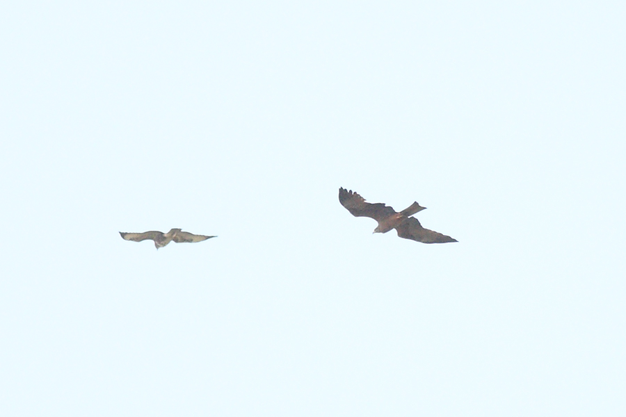 Black Kite