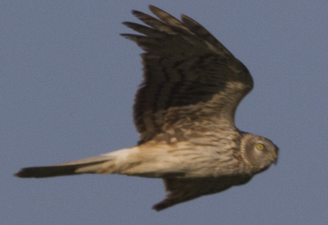 Hen Harrier