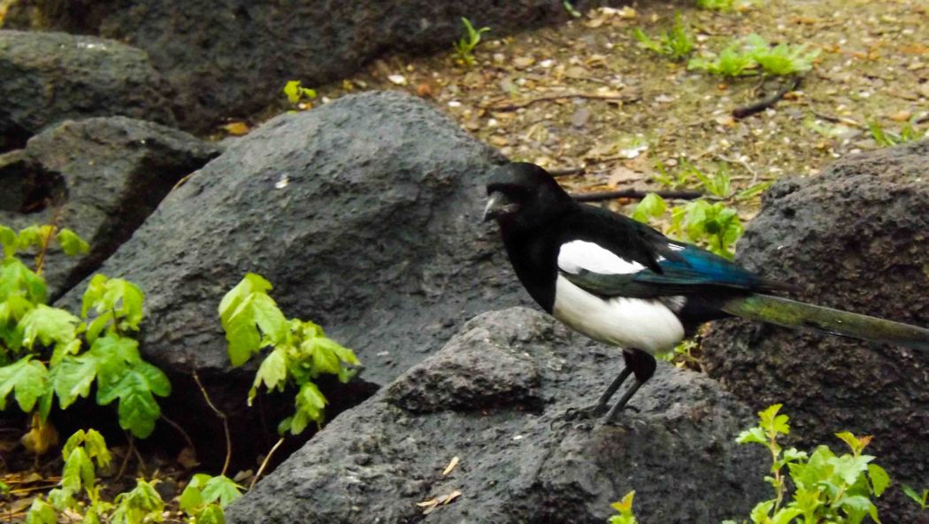 Eurasian Magpie