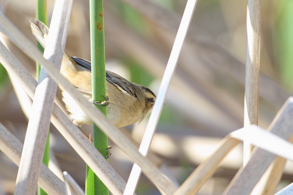 Sedge Warbler