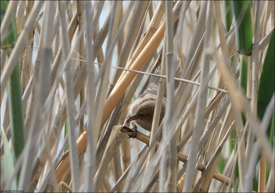 Iraq Babbler