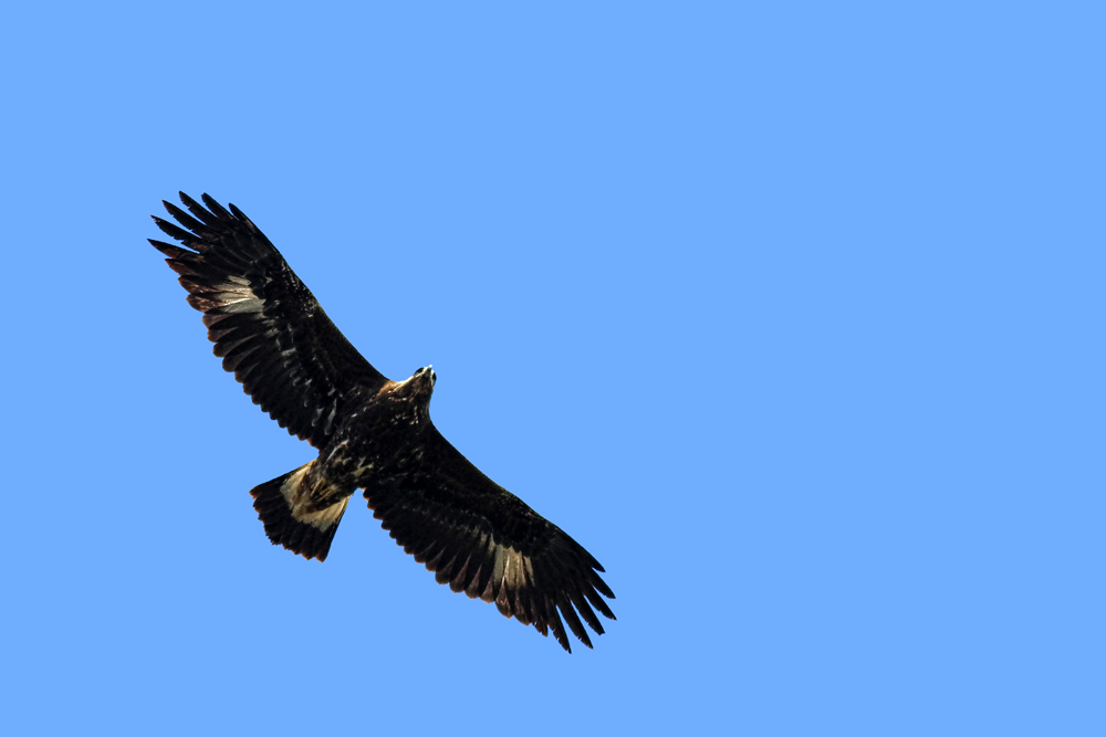 Golden Eagle