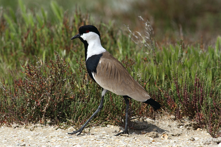 Spur-winged Lapwing