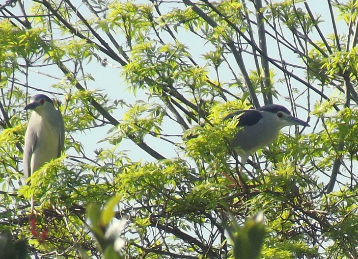 Black-crowned Night Heron