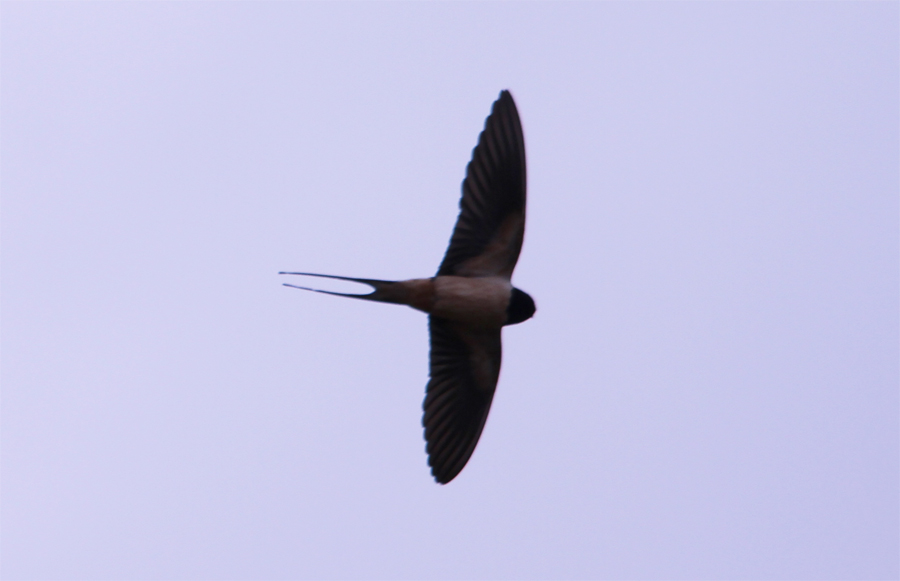 Barn Swallow