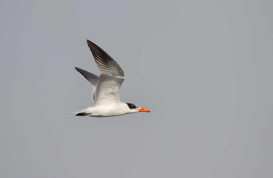 Caspian Tern