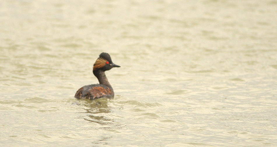 Black-necked Grebe